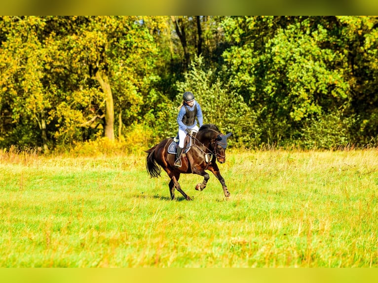 Irish Sport Horse Wallach 17 Jahre 163 cm Dunkelbrauner in Lubin