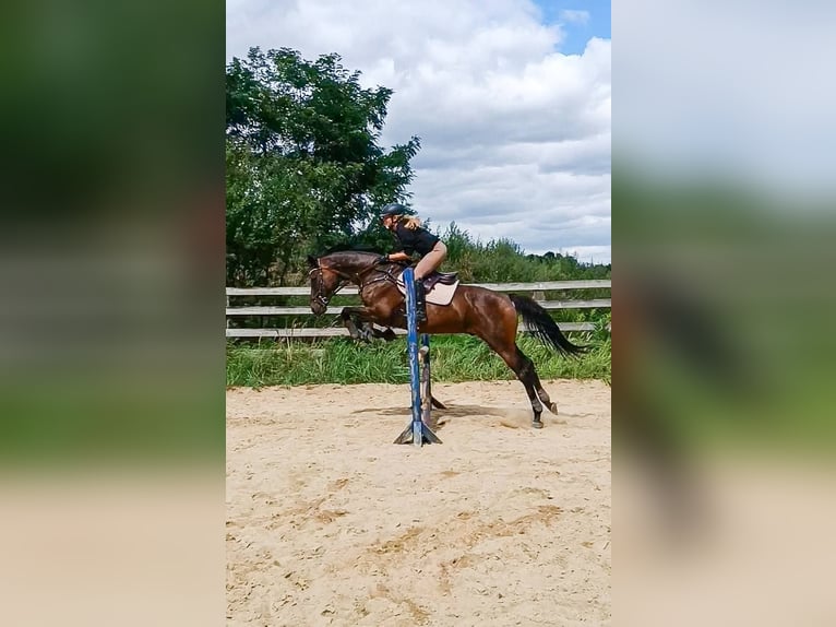 Irish Sport Horse Wallach 17 Jahre 163 cm Dunkelbrauner in Lubin