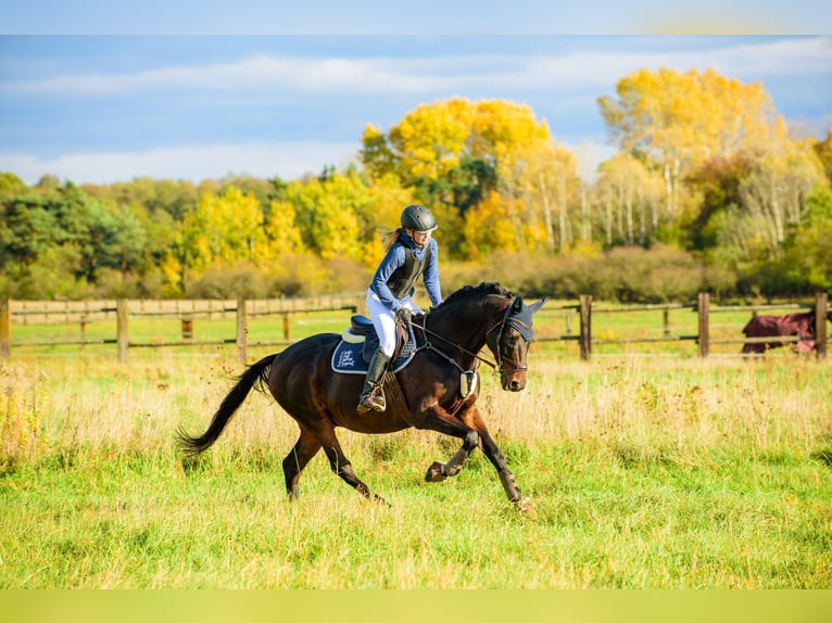 Irish Sport Horse Wallach 17 Jahre 163 cm Dunkelbrauner in Lubin