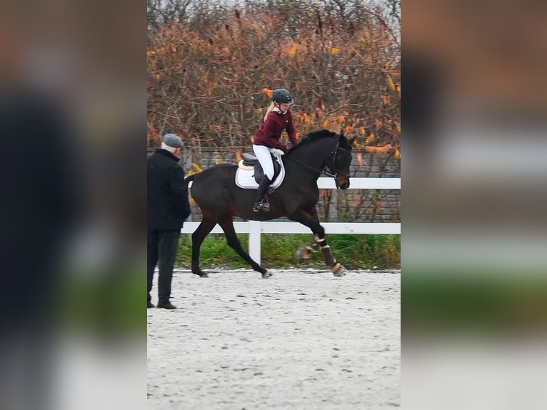 Irish Sport Horse Wallach 17 Jahre 163 cm Dunkelbrauner in Lubin