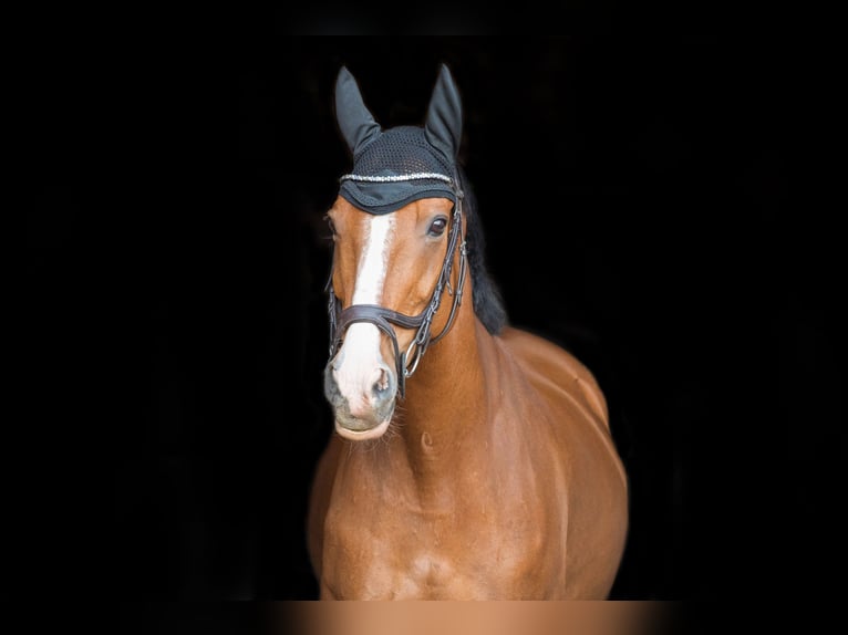 Irish Sport Horse Wallach 17 Jahre 165 cm Brauner in Gifhorn