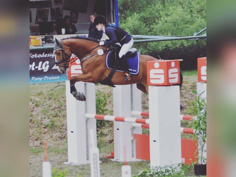 Irish Sport Horse Wallach 17 Jahre 165 cm Brauner in Gifhorn