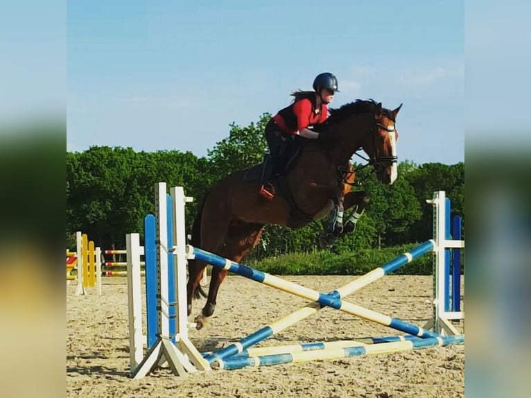 Irish Sport Horse Wallach 17 Jahre 165 cm Brauner in Gifhorn