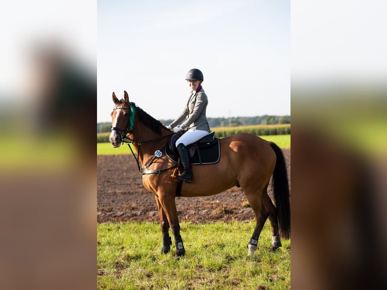 Irish Sport Horse Wallach 17 Jahre 165 cm Brauner in Gifhorn
