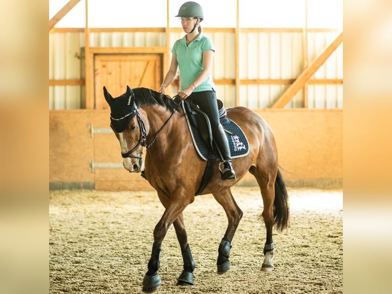 Irish Sport Horse Wallach 17 Jahre 165 cm Brauner in Gifhorn
