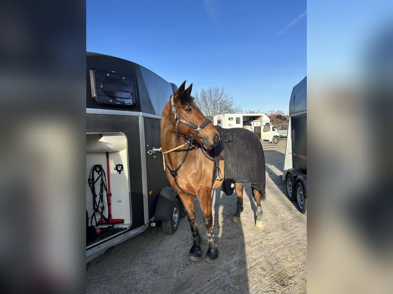 Irish Sport Horse Wallach 17 Jahre 165 cm Brauner in Niederseeon