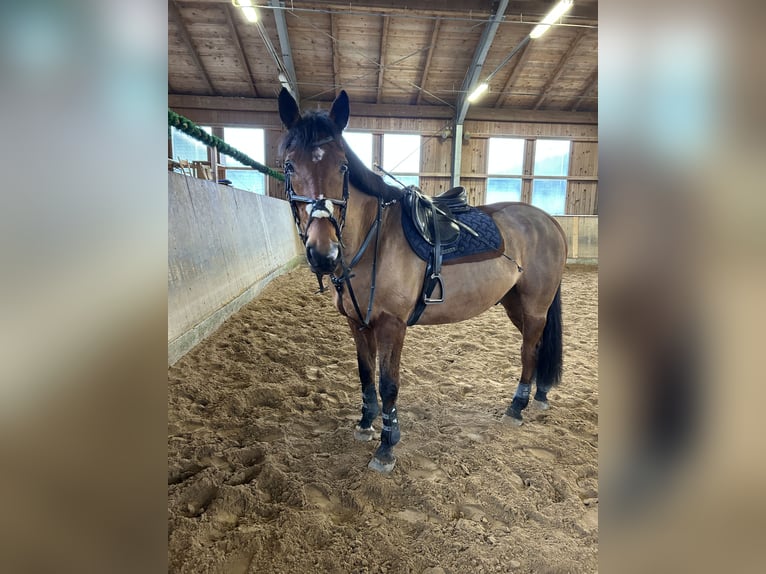 Irish Sport Horse Wallach 17 Jahre 165 cm Brauner in Niederseeon