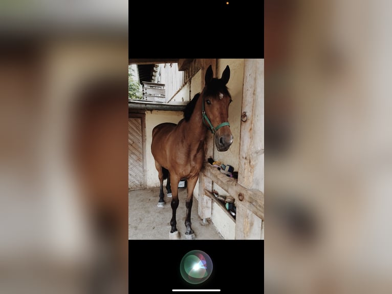 Irish Sport Horse Wallach 17 Jahre 165 cm Brauner in Niederseeon