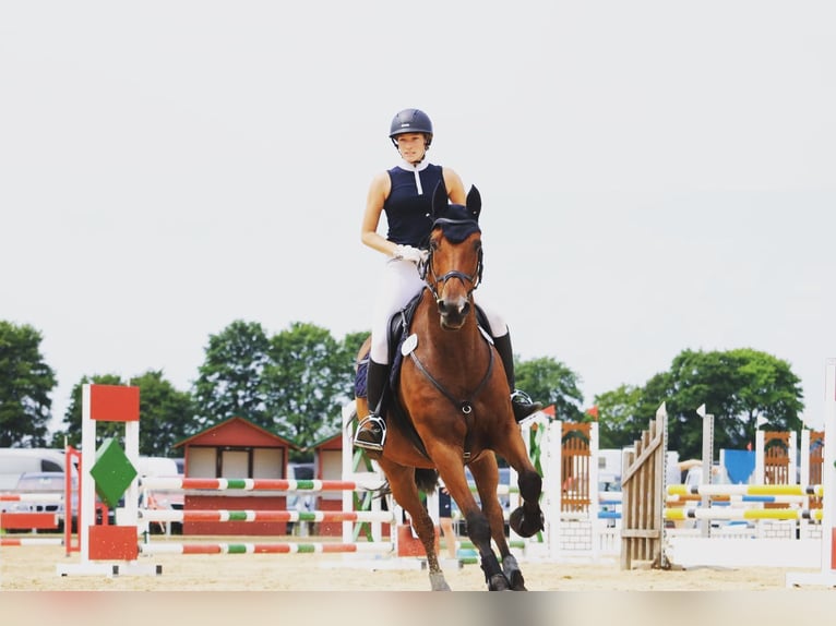 Irish Sport Horse Wallach 17 Jahre 165 cm Brauner in Niederseeon