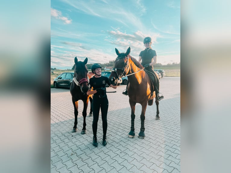 Irish Sport Horse Wallach 17 Jahre 165 cm Brauner in Niederseeon