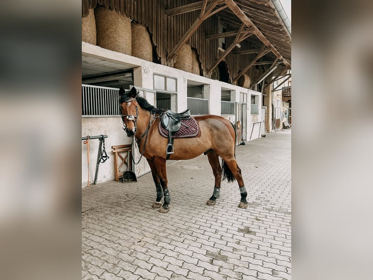 Irish Sport Horse Wallach 17 Jahre 165 cm Brauner in Niederseeon