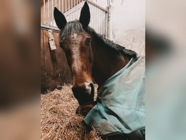 Irish Sport Horse Wallach 17 Jahre 165 cm Brauner in Niederseeon