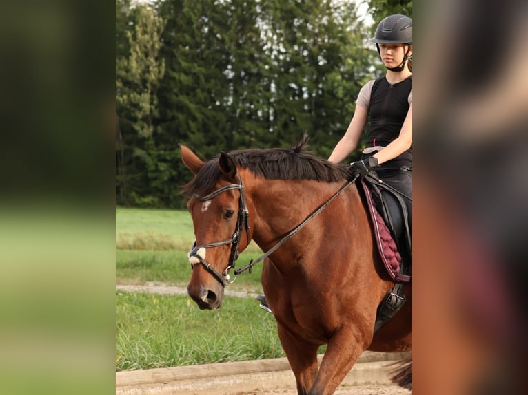 Irish Sport Horse Wallach 17 Jahre 165 cm Brauner in Niederseeon