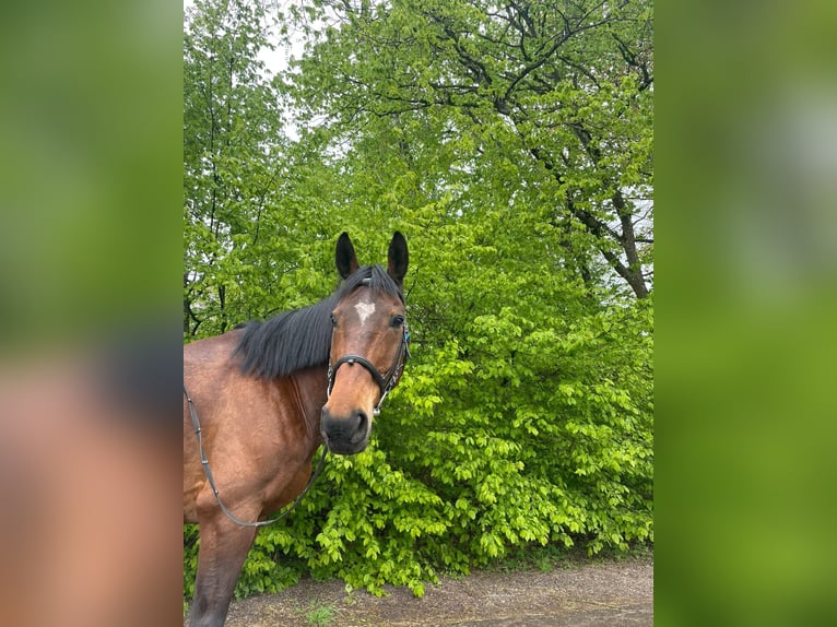Irish Sport Horse Wallach 18 Jahre 158 cm Brauner in Völklingen