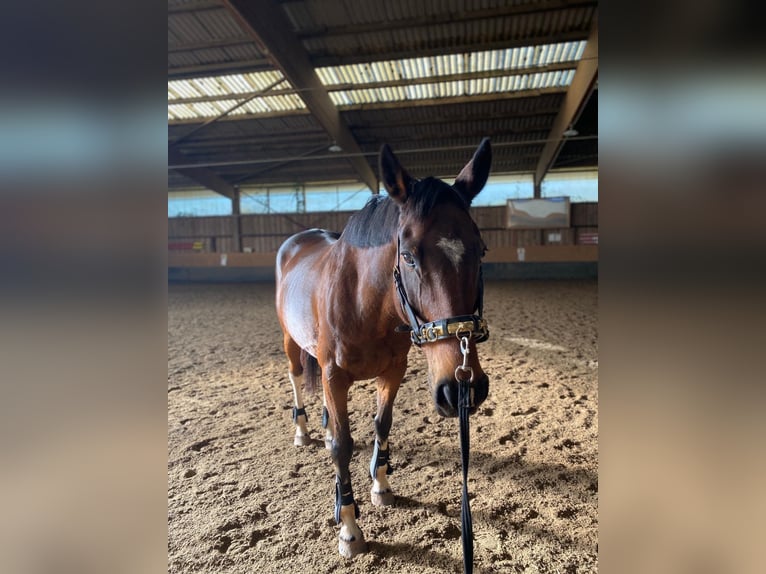 Irish Sport Horse Wallach 18 Jahre 158 cm Brauner in Völklingen