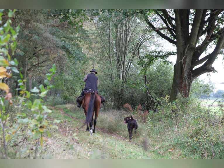 Irish Sport Horse Wallach 18 Jahre 164 cm Brauner in Mietgendorf