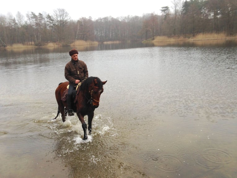 Irish Sport Horse Wallach 18 Jahre 164 cm Brauner in Mietgendorf