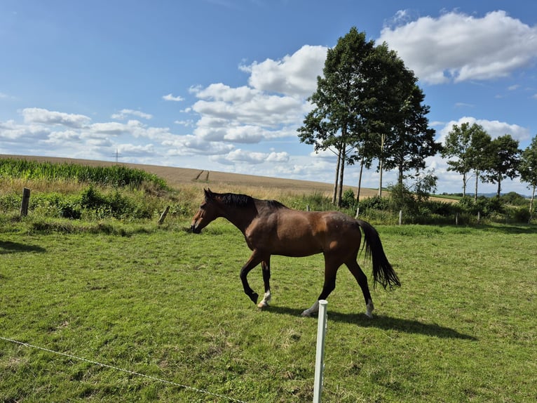 Irish Sport Horse Wallach 18 Jahre 165 cm Brauner in Varel