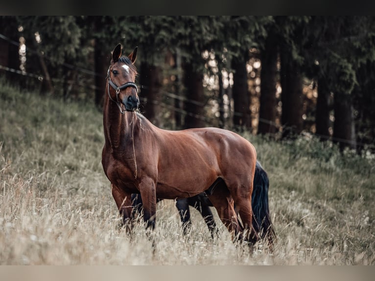 Irish Sport Horse Wallach 18 Jahre 169 cm Dunkelbrauner in Launsdorf