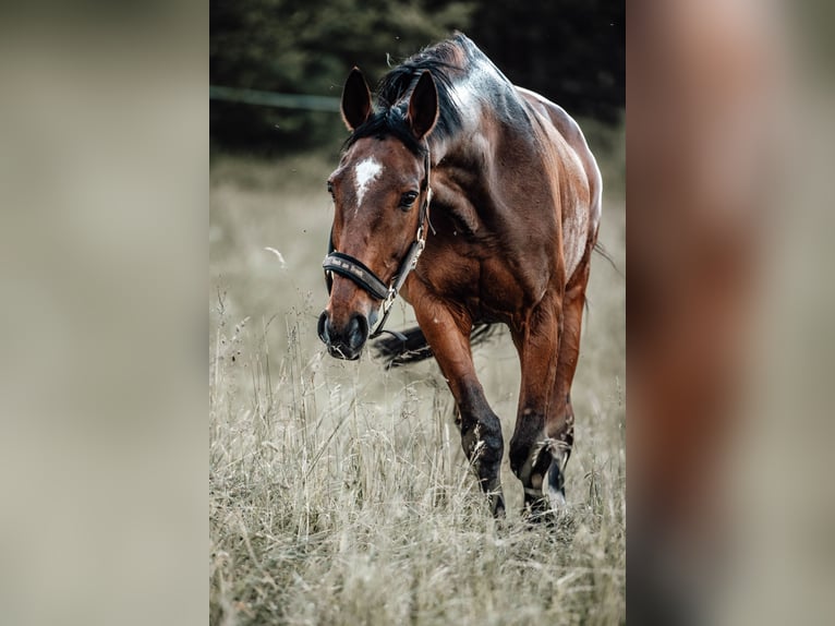 Irish Sport Horse Wallach 18 Jahre 169 cm Dunkelbrauner in Launsdorf