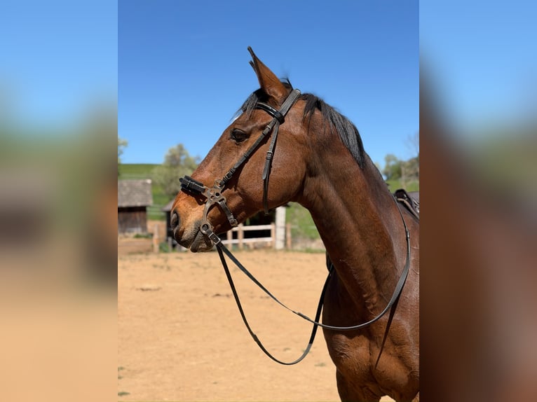 Irish Sport Horse Wallach 18 Jahre 169 cm Dunkelbrauner in Launsdorf