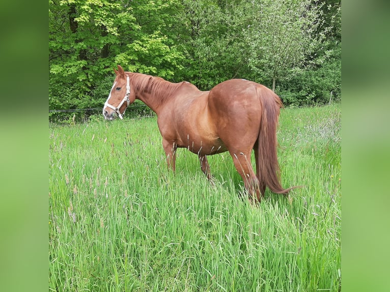 Irish Sport Horse Wallach 18 Jahre Fuchs in Techentin