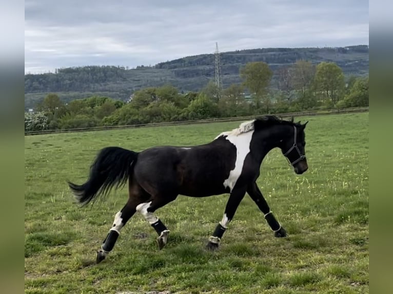 Irish Sport Horse Wallach 19 Jahre 165 cm Schecke in Wehrheim