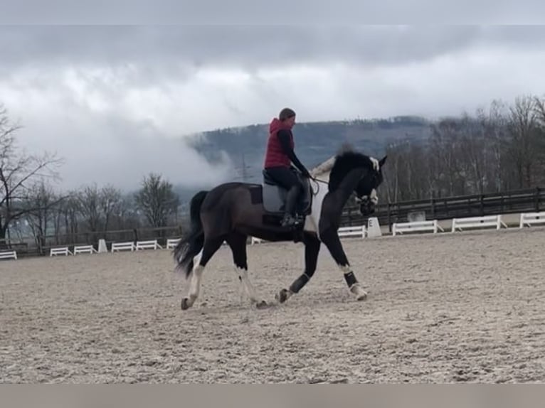 Irish Sport Horse Wallach 19 Jahre 165 cm Schecke in Wehrheim