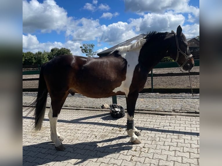 Irish Sport Horse Wallach 19 Jahre 165 cm Schecke in Wehrheim