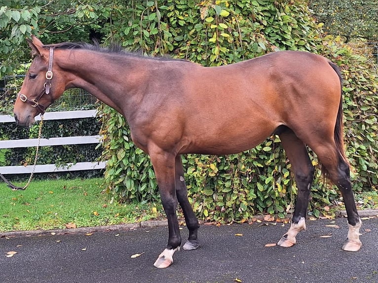 Irish Sport Horse Wallach 1 Jahr 157 cm Rotbrauner in Clare