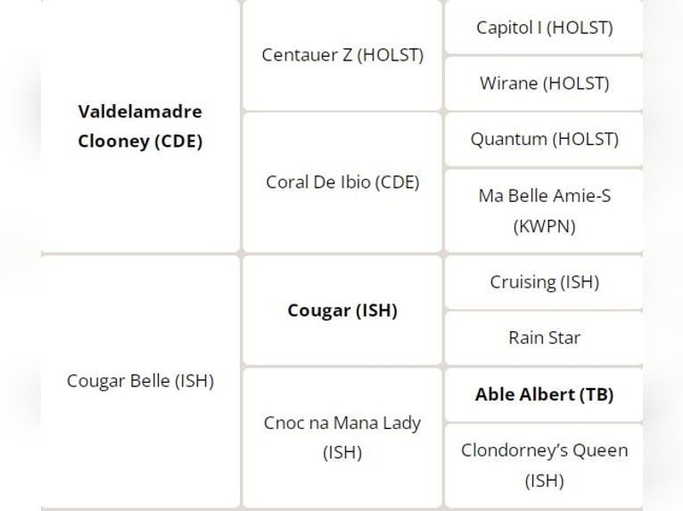 Irish Sport Horse Wallach 1 Jahr 157 cm Rotbrauner in Clare