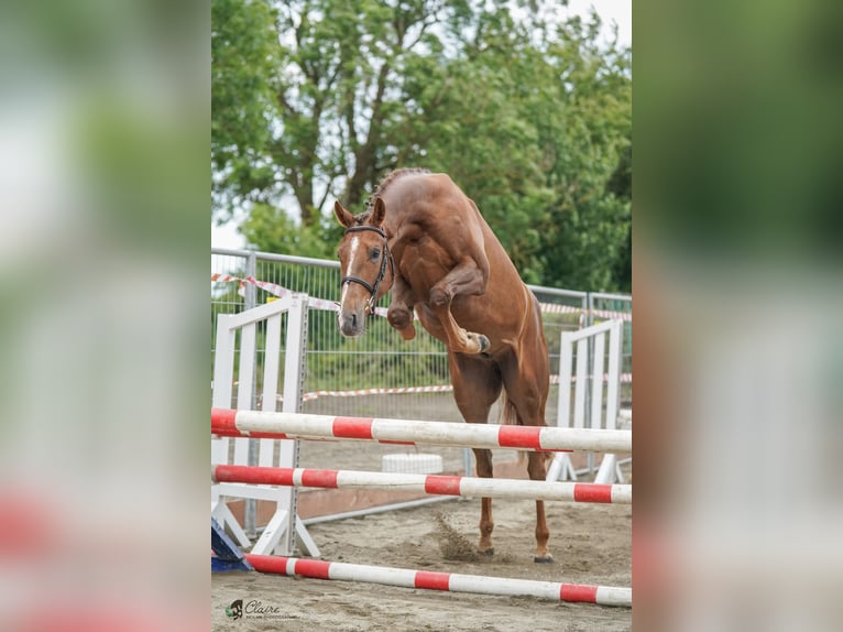 Irish Sport Horse Wallach 1 Jahr 157 cm Rotbrauner in Clare