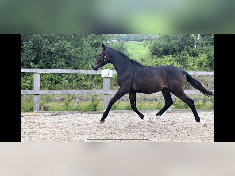 Irish Sport Horse Wallach 1 Jahr 175 cm Dunkelbrauner in Ballymacarbry