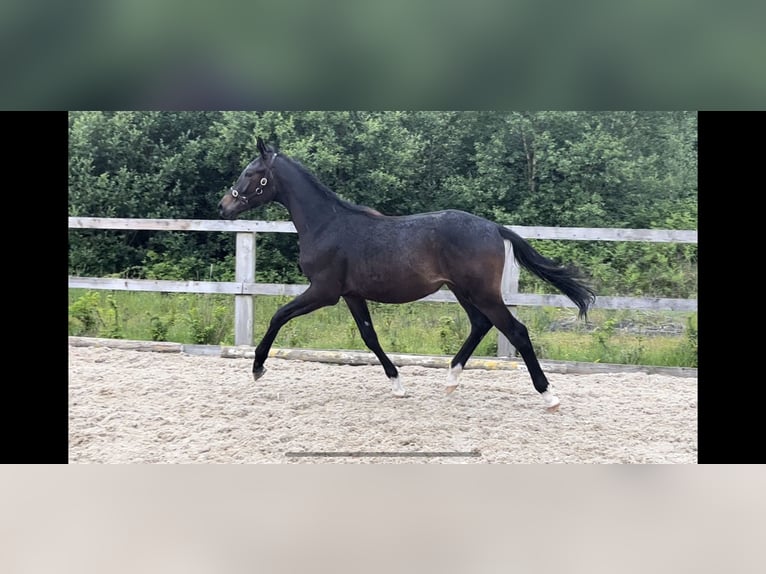 Irish Sport Horse Wallach 1 Jahr 175 cm Dunkelbrauner in Ballymacarbry