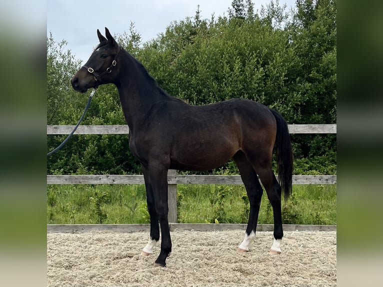 Irish Sport Horse Wallach 1 Jahr 175 cm Dunkelbrauner in Ballymacarbry