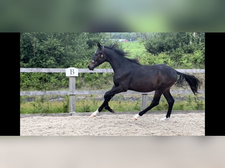 Irish Sport Horse Wallach 1 Jahr 175 cm Dunkelbrauner in Ballymacarbry