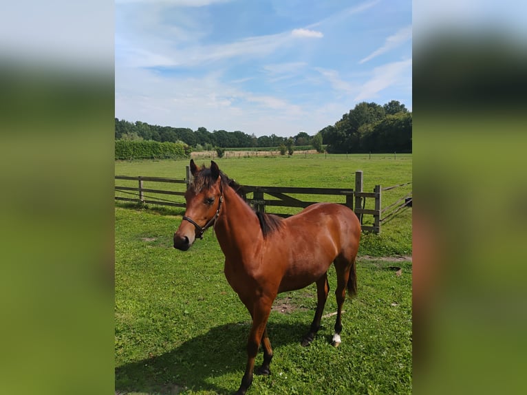 Irish Sport Horse Mix Wallach 1 Jahr Brauner in Zelhem