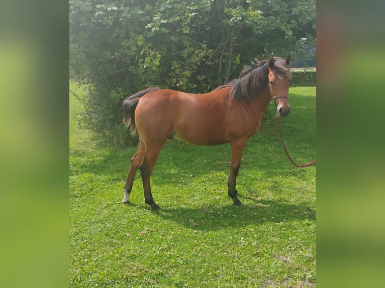 Irish Sport Horse Mix Wallach 1 Jahr Brauner in Zelhem