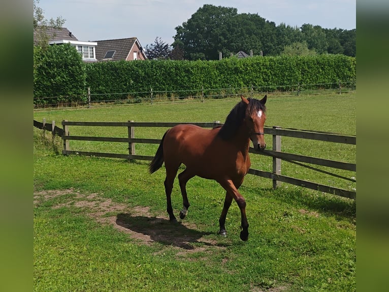 Irish Sport Horse Mix Wallach 1 Jahr Brauner in Zelhem