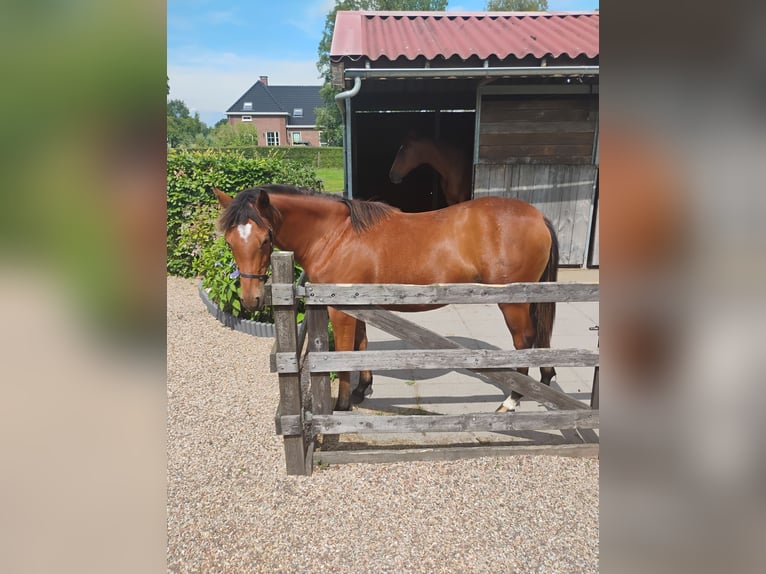Irish Sport Horse Mix Wallach 1 Jahr Brauner in Zelhem