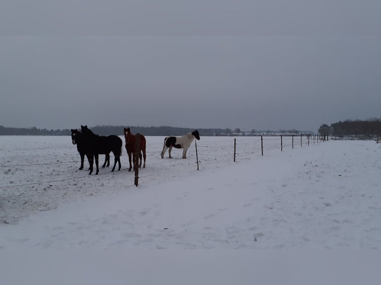 Irish Sport Horse Wallach 20 Jahre 144 cm Tobiano-alle-Farben in Schwarmstedt