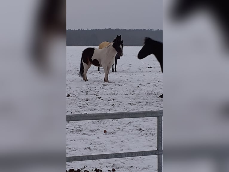 Irish Sport Horse Wallach 20 Jahre 144 cm Tobiano-alle-Farben in Schwarmstedt