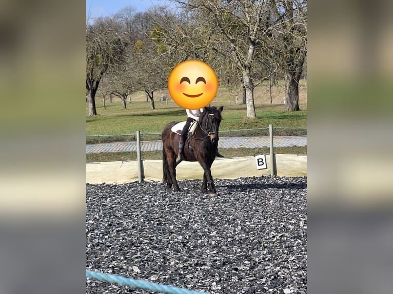 Irish Sport Horse Mix Wallach 20 Jahre 152 cm  in Boxberg