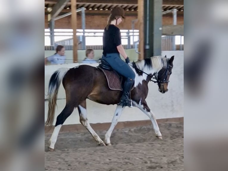 Irish Sport Horse Wallach 20 Jahre 152 cm Schecke in Lingen