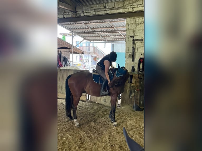 Irish Sport Horse Wallach 20 Jahre 173 cm Brauner in Simonsfeld