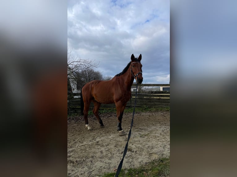 Irish Sport Horse Wallach 20 Jahre 173 cm Brauner in Simonsfeld