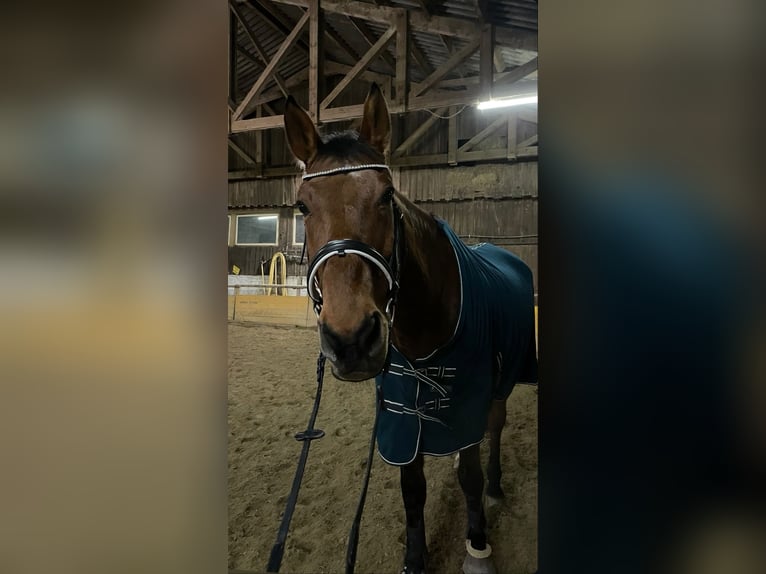 Irish Sport Horse Wallach 20 Jahre 173 cm Brauner in Simonsfeld