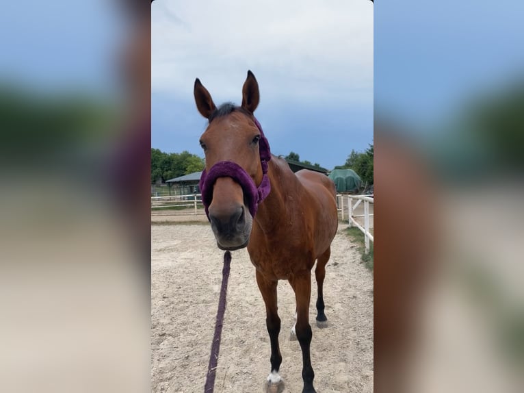 Irish Sport Horse Wallach 20 Jahre 173 cm Brauner in Simonsfeld