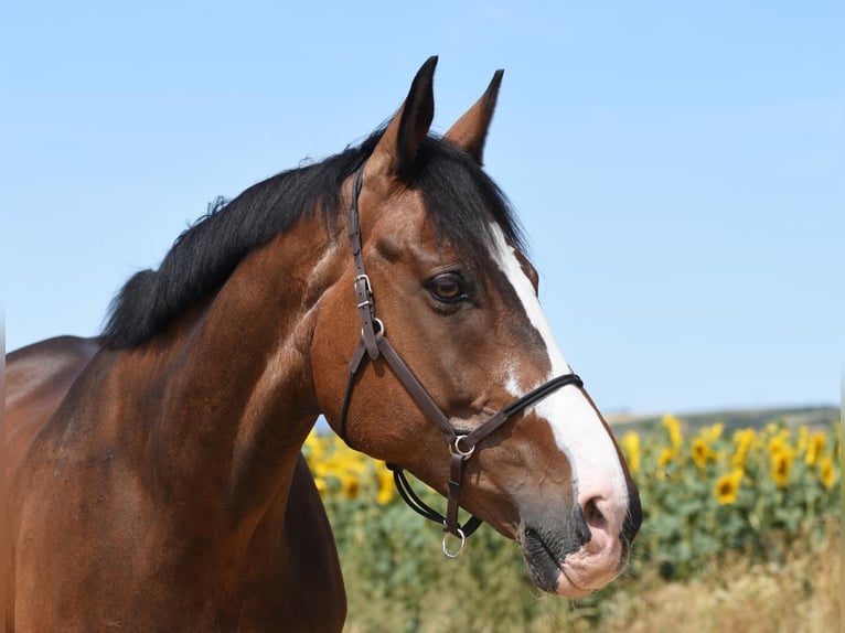 Irish Sport Horse Wallach 20 Jahre 174 cm Brauner in Bad Tennstedt