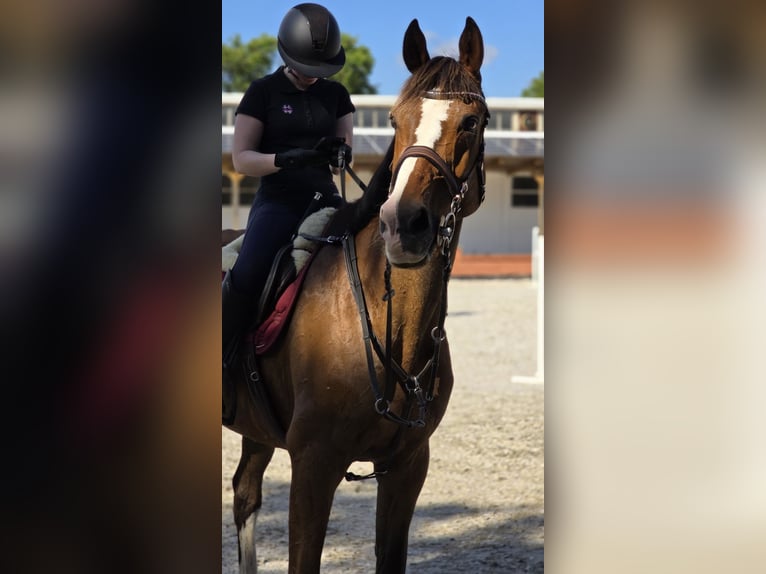 Irish Sport Horse Wallach 20 Jahre 174 cm Brauner in Bad Tennstedt